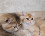 Кошки в Самаре: Британская золотая шиншилла  Девочка, 30 000 руб. - фото 5