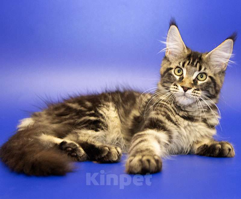 Кошки в Москве: Мейн-кун котенок Девочка, Бесплатно - фото 3