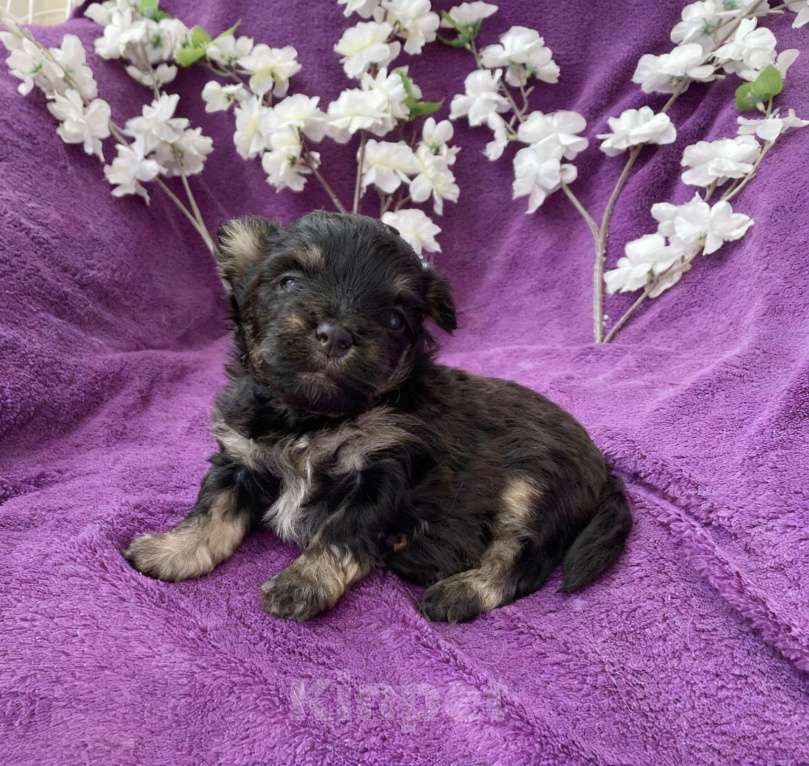 Собаки в Москве: Йорк без перецвета в сталь мальчик чёрный Мальчик, 50 000 руб. - фото 9
