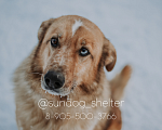 Собаки в Москве: Невероятно красивый и поразительно умный Гранд в поисках дома Мальчик, Бесплатно - фото 1