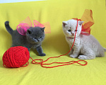 Кошки в Артёмовске: Счастье есть - плюшевые котята, 8 000 руб. - фото 2