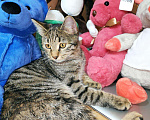 Кошки в Новокубанске: Котята метисы, Бесплатно - фото 8