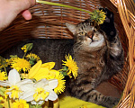 Кошки в Калуге: Тигран Потапыч, настоящий полосатый кот в добрые руки. Мальчик, Бесплатно - фото 8