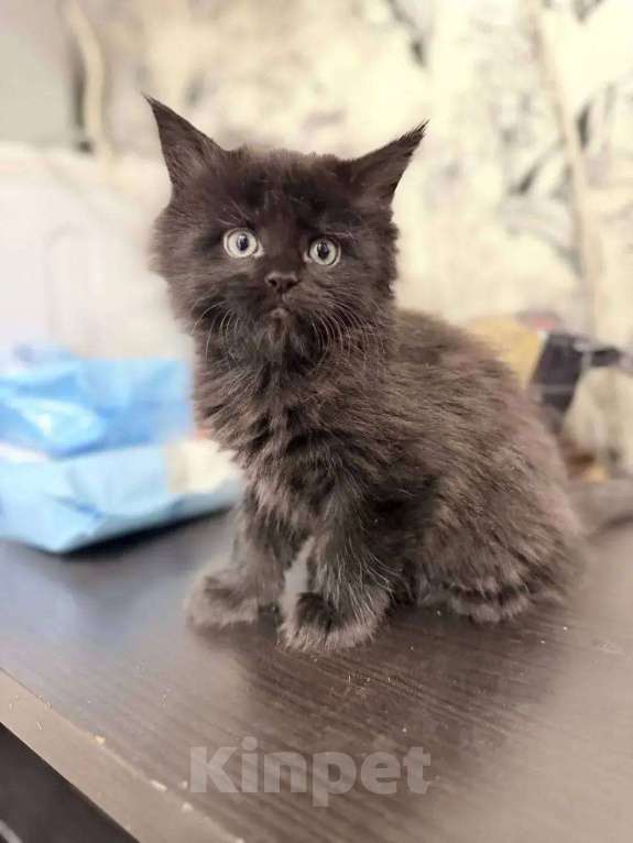 Кошки в Краснодаре: Продаю котенка Девочка, 45 000 руб. - фото 5