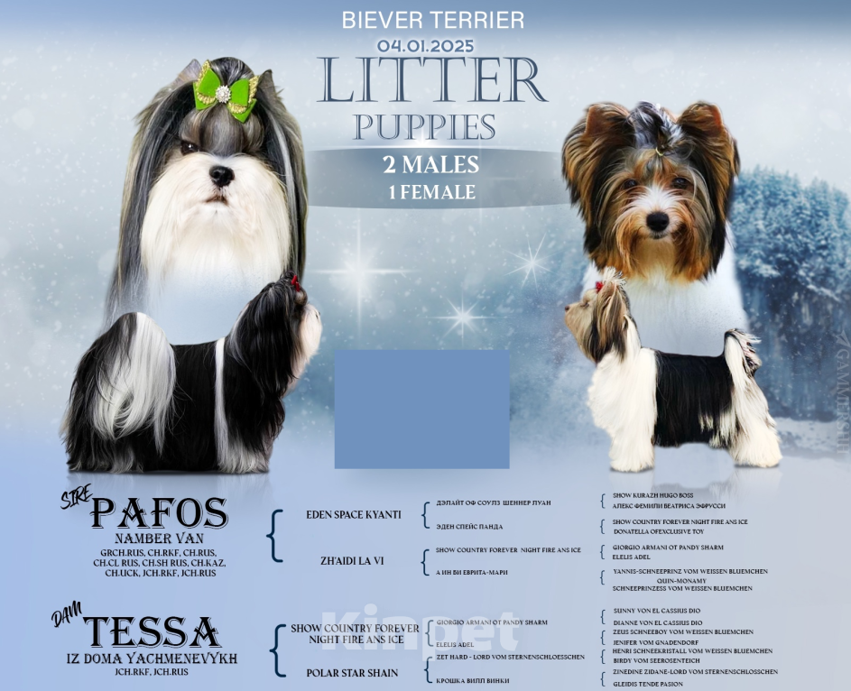 Собаки в Челябинске: Бивер терьер Мальчик, Бесплатно - фото 1