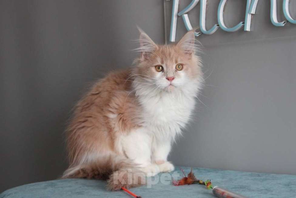 Кошки в Екатеринбурге: Рогнеда - котенок мейн-кун Девочка, 10 000 руб. - фото 4