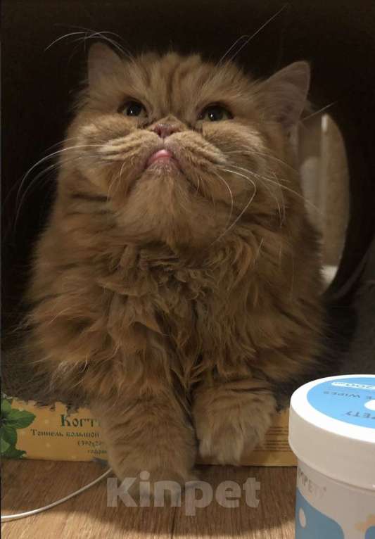 Кошки в Москве: ТЭССИ ИЩЕТ ДОМ Девочка, Бесплатно - фото 7