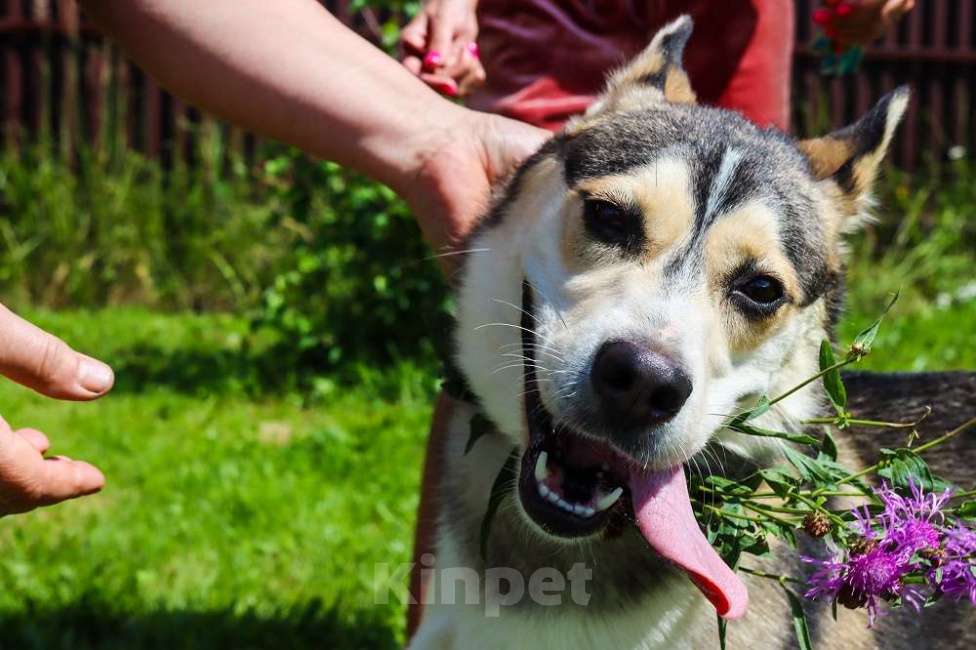 Собаки в Москве: Ася умная, добрая и послушная. Ищет семью! Девочка, Бесплатно - фото 7