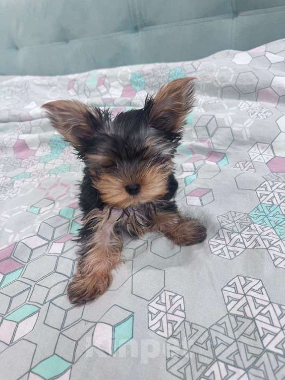 Собаки в Ангарске: Продам в хорошие руки Мальчик, 17 000 руб. - фото 1