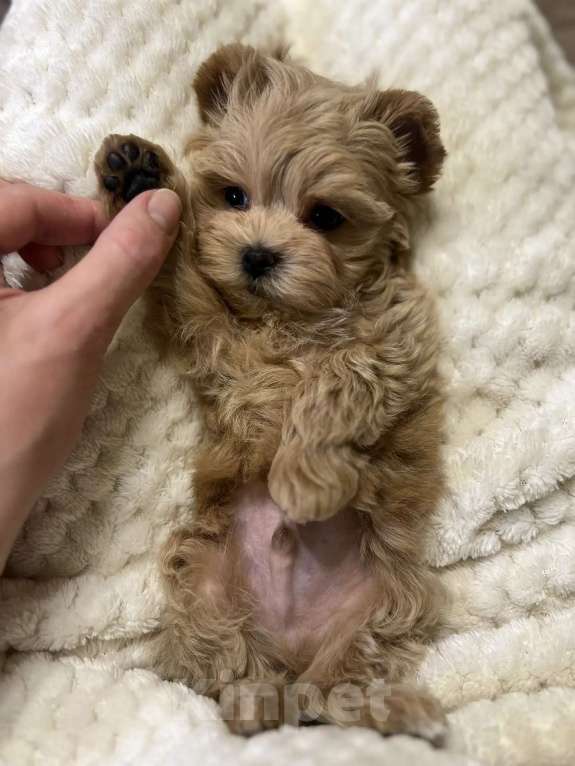 Собаки в Москве: Мальтипу f1 Мальчик, 180 000 руб. - фото 3