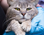 Кошки в Москве: САМЫЙ ручной кот Мальчик, Бесплатно - фото 1
