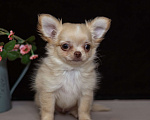 Собаки в Богдане: Щенки чихуахуа Мальчик, 55 000 руб. - фото 5