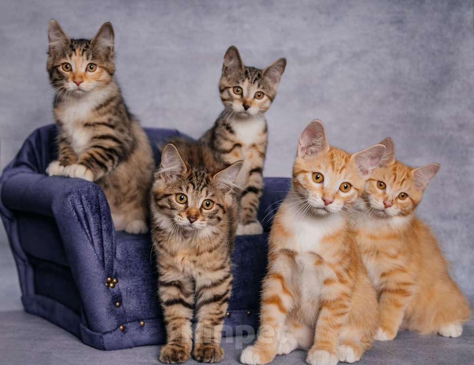 Кошки в Иркутске: Чистопородные котята Курильского бобтейла Девочка, Бесплатно - фото 1