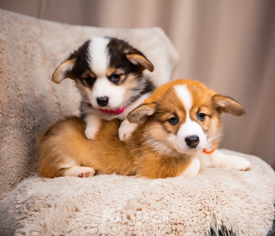 Собаки в Новосибирске: Ванилла щенок вельш-корги Пемброк  Девочка, 75 000 руб. - фото 5