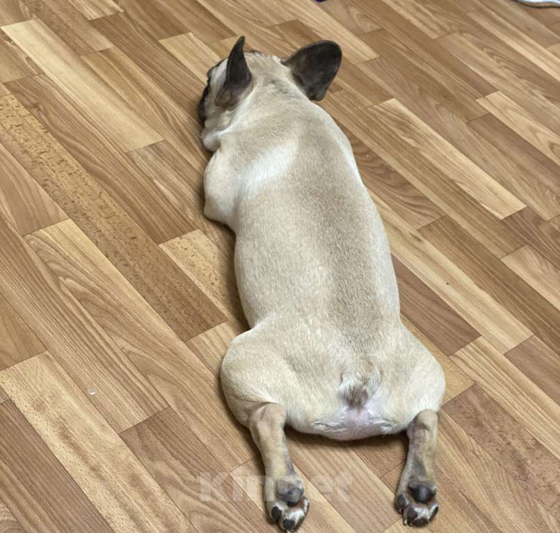 Собаки в Новосибирске: Продам щенка французского бульдога. Мальчик, 23 000 руб. - фото 2