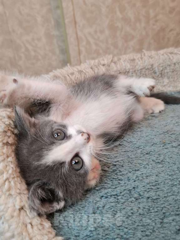 Кошки в Москве: Бело-голубой котенок в добрые руки  Мальчик, Бесплатно - фото 7