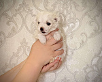Собаки в Алексине: Щенки мальтезе/мальтийская болонка Разнополые, 80 000 руб. - фото 5
