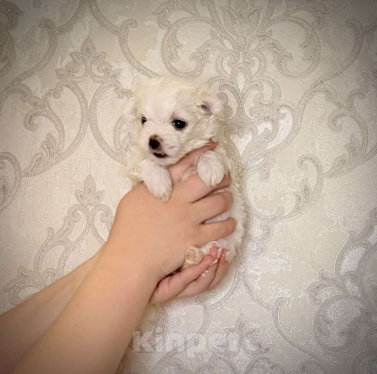 Собаки в Алексине: Щенки мальтезе/мальтийская болонка Разнополые, 80 000 руб. - фото 5