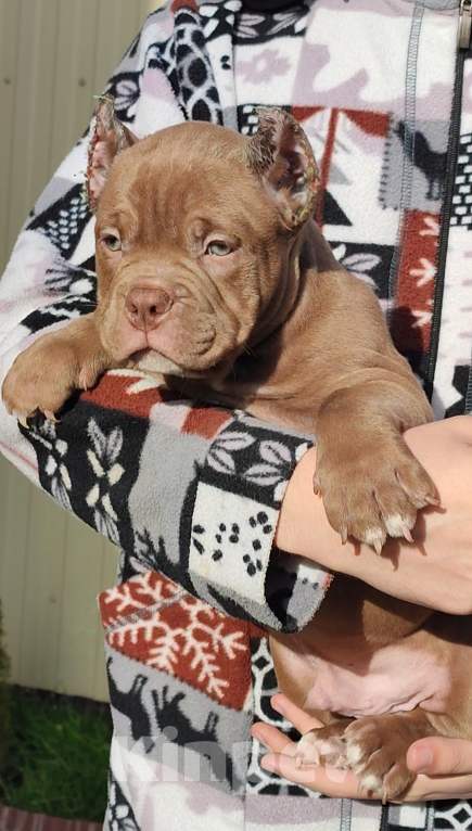 Собаки в других городах Краснодарского края: Щенки американского булли Девочка, 90 000 руб. - фото 6