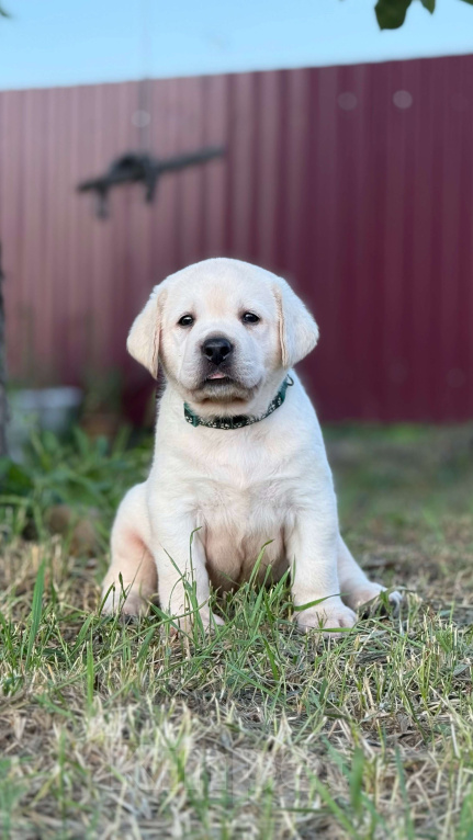Собаки в Черногорске: Подрощенный мальчик Лабрадора Мальчик, 60 000 руб. - фото 3