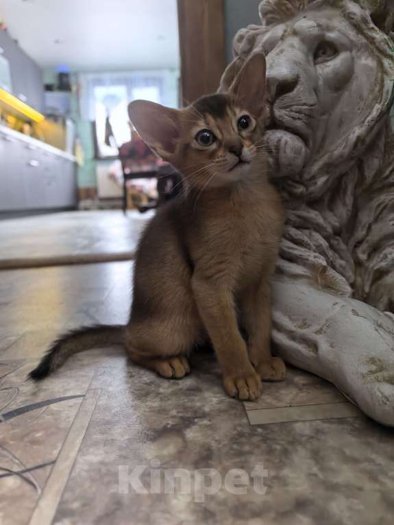 Кошки в других городах Московской области: Абиссинская девчуля Девочка, 75 000 руб. - фото 6