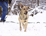 Собаки в Москве: Жизнерадостный активный Клео, 1.5 года ищет дом Мальчик, Бесплатно - фото 3