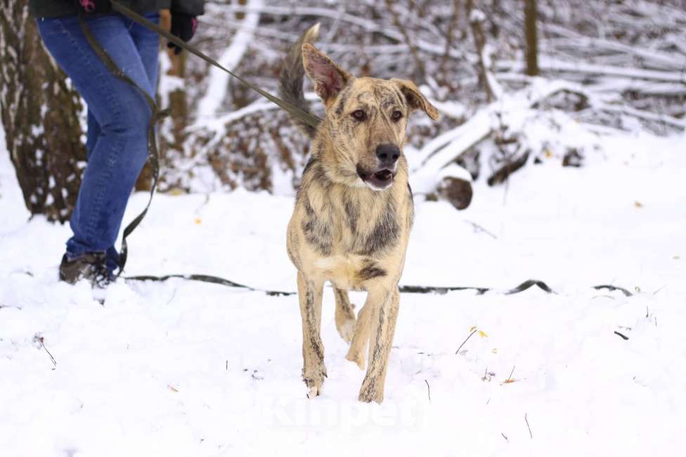 Собаки в Москве: Жизнерадостный активный Клео, 1.5 года ищет дом Мальчик, Бесплатно - фото 3