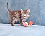 Кошки в Москве: Игривый ласковый котенок из приюта Мальчик, Бесплатно - фото 1