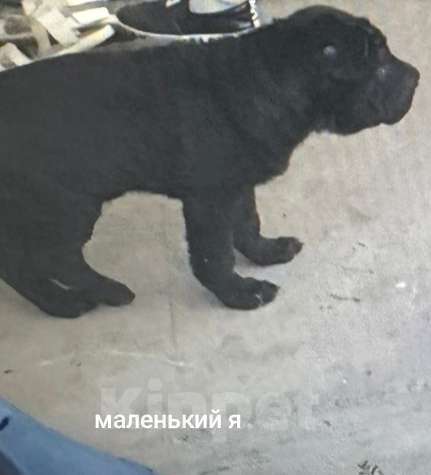 Собаки в Михайловске: Шарпей на вязку Мальчик, Бесплатно - фото 8