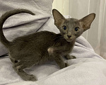 Кошки в Краснодаре: Ориентальный котенок Девочка, Бесплатно - фото 6