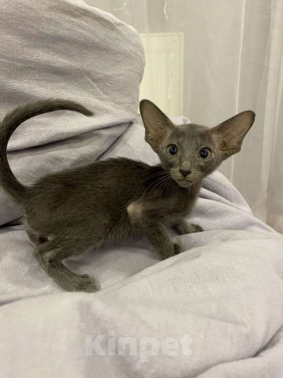 Кошки в Краснодаре: Ориентальный котенок Девочка, Бесплатно - фото 6