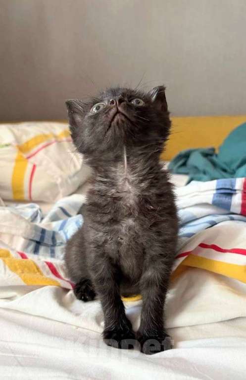 Кошки в Москве: Шурик- маленький боец Мальчик, Бесплатно - фото 2