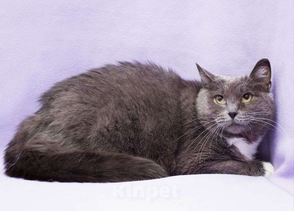 Кошки в Москве: Экима живет в клетке, но мечтает о доме и любящей семье Девочка, Бесплатно - фото 3