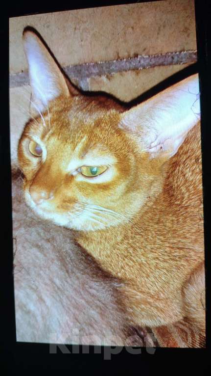 Кошки в Москве: Великолепные котята Абиссинской породы голубого  и соррель окрасов,ОСТАЛИСЬ 2 мальчика Мальчик, 30 000 руб. - фото 5