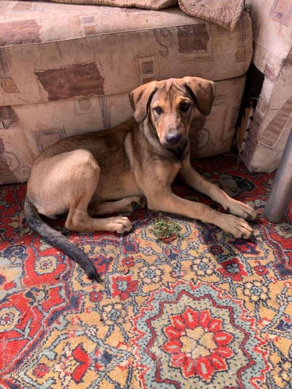 Собаки в Санкт-Петербурге: Щенок с породистыми чертами и спокойным характером Девочка, Бесплатно - фото 2