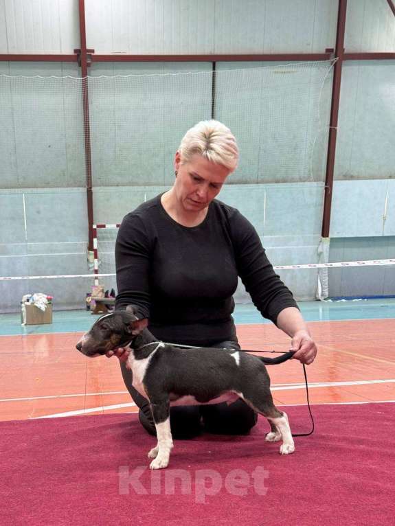 Собаки в Пензе: Продам Мальчик, 50 000 руб. - фото 2