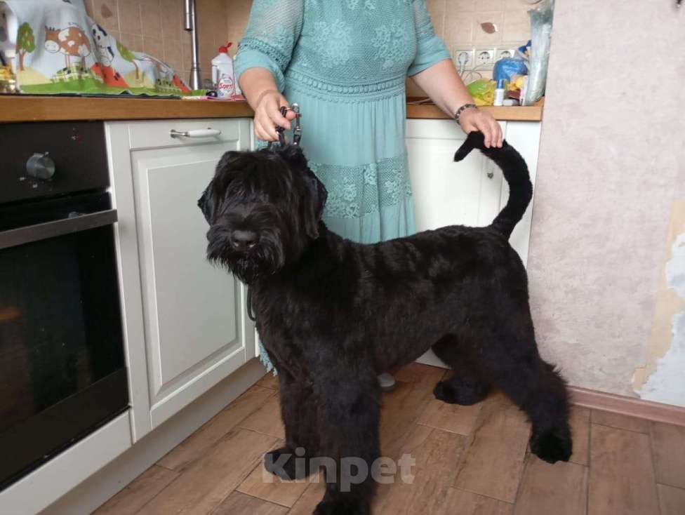 Собаки в Москве: Щенок русского черного терьера Девочка, Бесплатно - фото 4