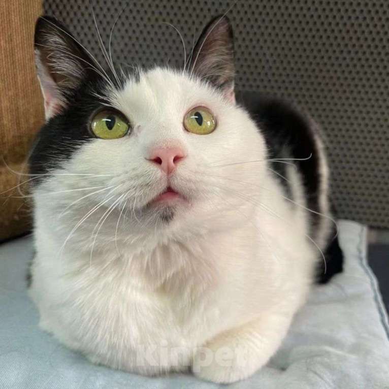 Кошки в Москве: Грустная кошечка Эльза Девочка, Бесплатно - фото 4