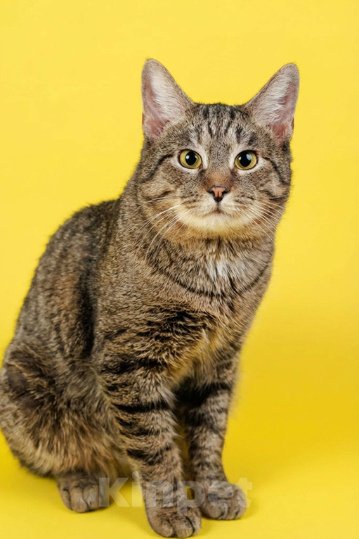 Кошки в Москве: Тигран- брутальный котище Мальчик, Бесплатно - фото 1