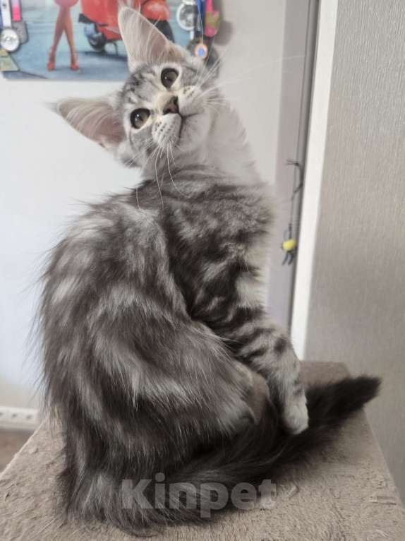 Кошки в Москве: Котята мейн-кун Девочка, 35 000 руб. - фото 3