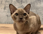 Кошки в Казани: Европейская бурма Мальчик, 60 000 руб. - фото 1