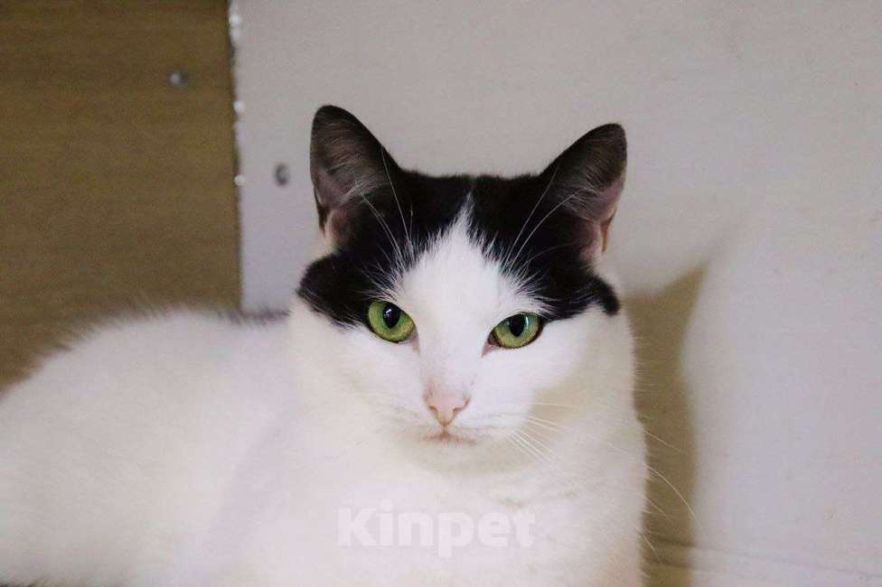 Кошки в Москве: Кошечка Тося ищет дом Девочка, Бесплатно - фото 1