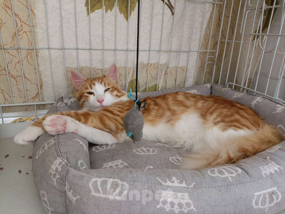 Кошки в Москве: Симба Мальчик, Бесплатно - фото 5