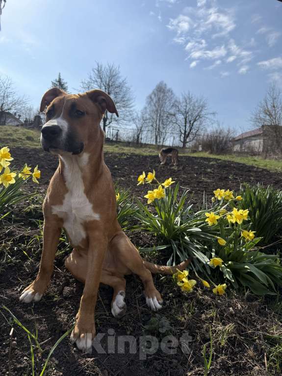 Собаки в Москве: В добрые руки  Мальчик, Бесплатно - фото 3