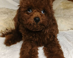 Собаки в Москве: щенок Китайский тедди пудель (Teddy Bear) Мальчик, 150 000 руб. - фото 3