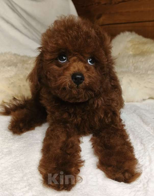 Собаки в Москве: щенок Китайский тедди пудель (Teddy Bear) Мальчик, 150 000 руб. - фото 3
