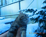 Кошки в Москве: котик и кошечка в добрые руки Мальчик, Бесплатно - фото 7