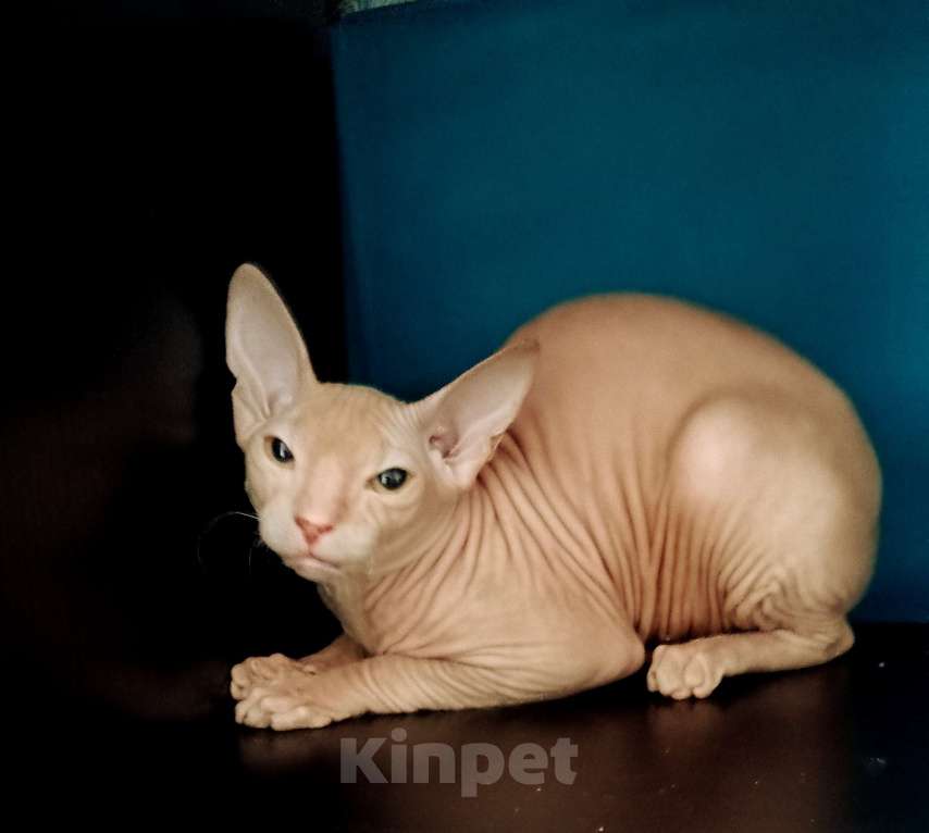 Кошки в Санкт-Петербурге: Рыжая красавица Девочка, 15 000 руб. - фото 2