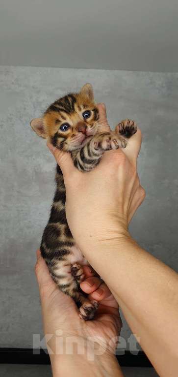 Кошки в Ставрополе: Бенгальские котята Мальчик, 40 000 руб. - фото 7