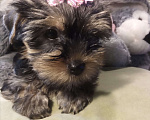 Собаки в Санкт-Петербурге: Щенки йоркширского терьера Девочка, 25 500 руб. - фото 1